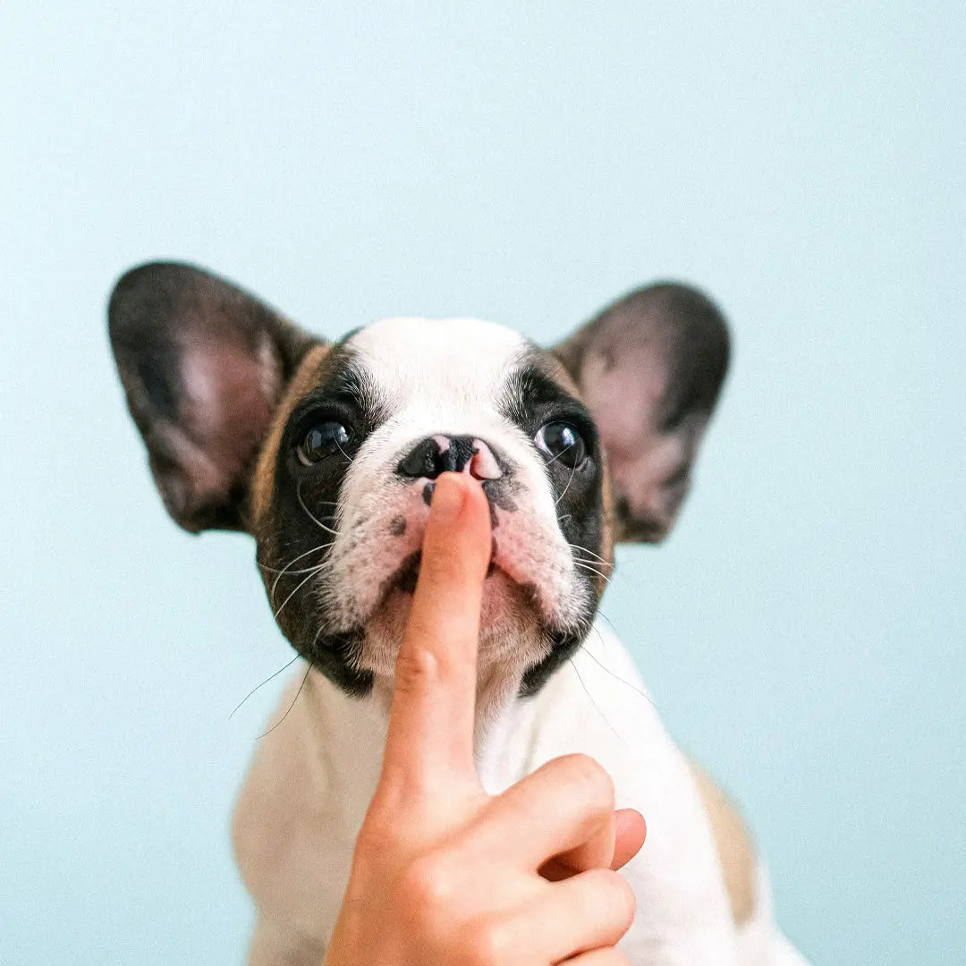 Do-Pets-Adjust-Easily-To-Robotic-Vacuums Robotvacuums.com